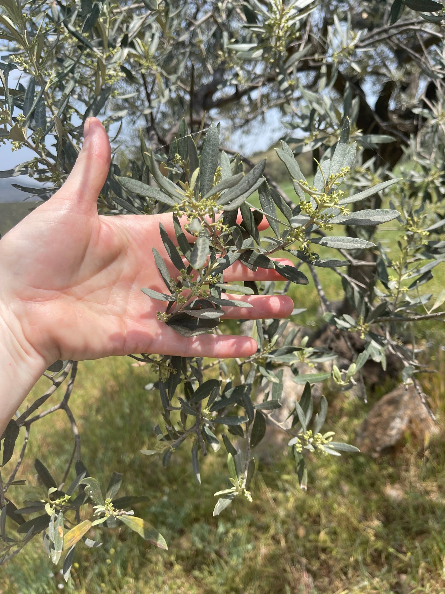 Kores Estate Greek Extra Virgin Olive Oil – fruity, peppery, artisanal EVOO