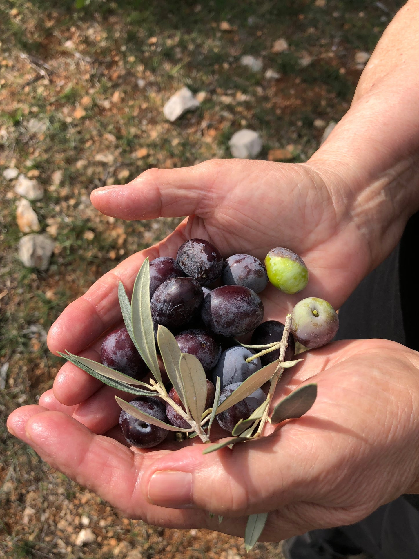 Kores Estate Greek Extra Virgin Olive Oil – fruity, peppery, artisanal EVOO