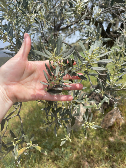 Kores Estate Greek Extra Virgin Olive Oil – fruity, peppery, artisanal EVOO
