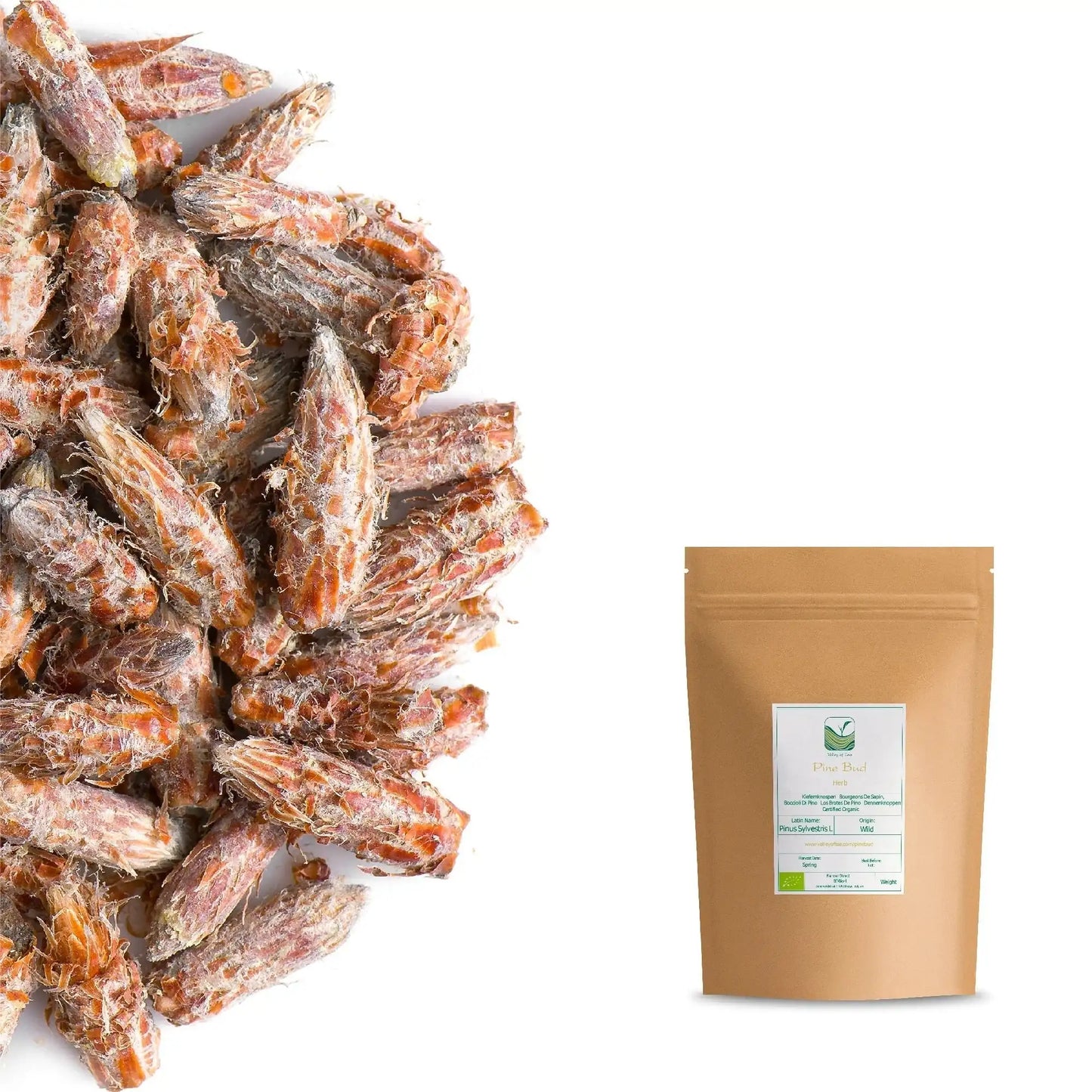 Polish Pine Buds Tea – Dried Pine Needle & Sprig Herbal Tea | Natural Pine Needle Tea for Wellness | Taste The Planets 