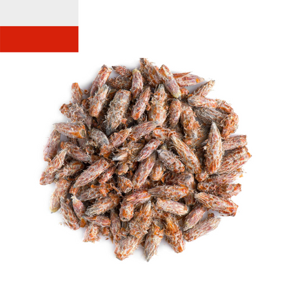 Polish Pine Buds Tea – Dried Pine Needle & Sprig Herbal Tea | Natural Pine Needle Tea for Wellness